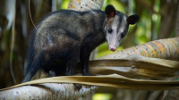 5 fakta menarik opossum selatan di hutan primer dan sekunder
