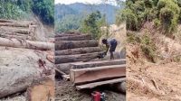 Video viral dugaan penebangan liar, warga Pesisir Barat khawatir bencana mengintai Lampung