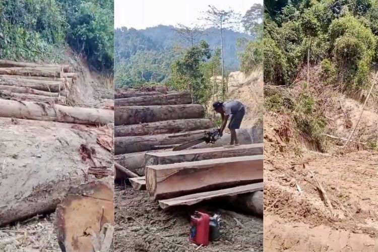 Video viral dugaan penebangan liar, warga Pesisir Barat khawatir bencana mengintai Lampung