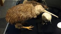 5 Fakta Menarik Burung Southern Brown Kiwi, Telurnya Seperti Pizza!