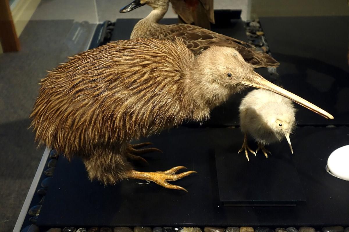 5 Fakta Menarik Burung Southern Brown Kiwi, Telurnya Seperti Pizza!
