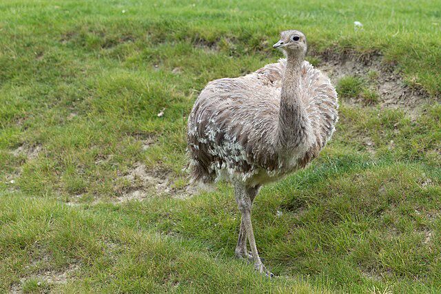 5 Fakta Menarik tentang Rhea, Burung Mirip Emu dengan Karakter Unik