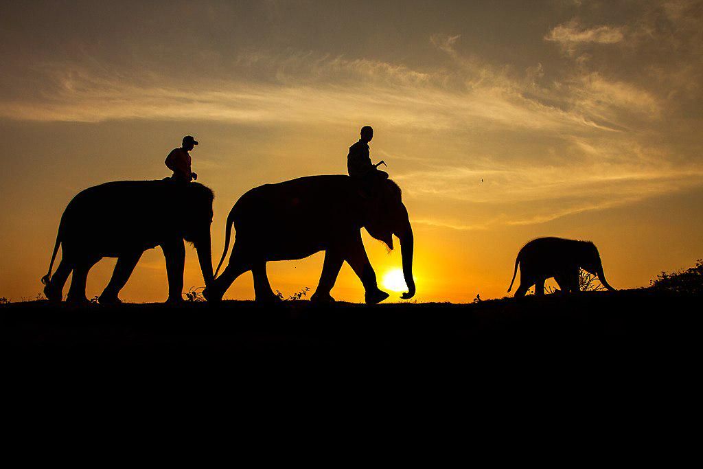 6 Cara Efektif Menyelamatkan Hewan Langka di Sumatra