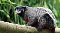 5 fakta menarik tentang tamarin moncong putih, primata eksotis