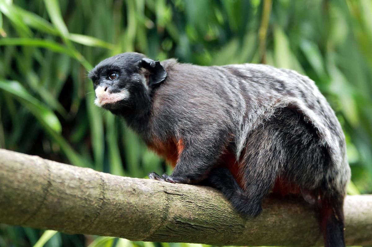 5 fakta menarik tentang tamarin moncong putih, primata eksotis