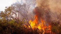 Cara Kekeringan Tingkatkan Ancaman Kebakaran Hutan