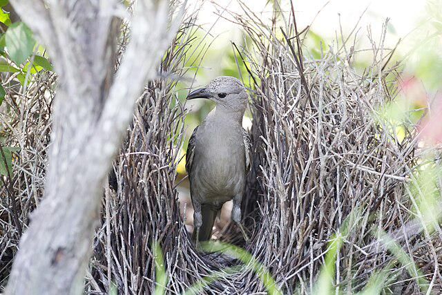 5 fakta menarik tentang bowerbird, burung penggoda yang membangun rumah indah