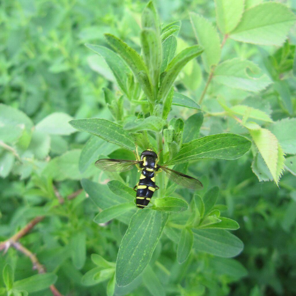 5 Fakta Menarik Lalat Hover, Senjata Petani Lawan Kutu Daun