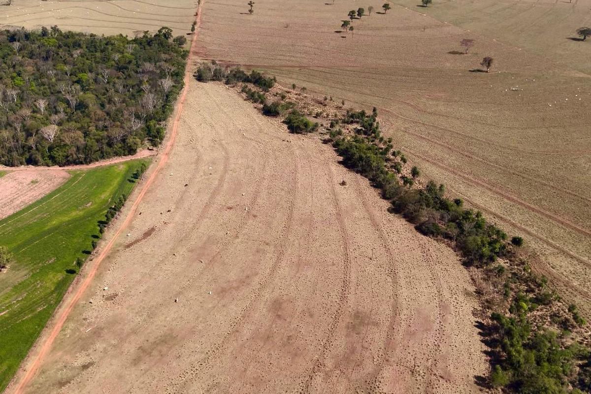 Apakah Hutan Rusak Bisa Sembuh Tanpa Bantuan Manusia?