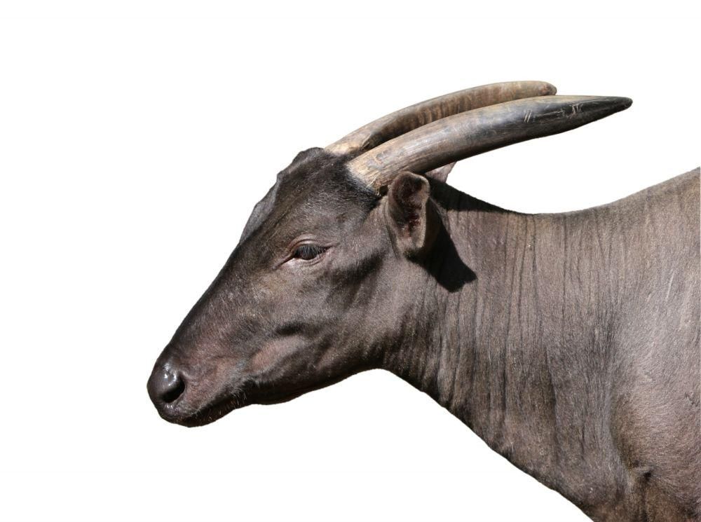 10 Hewan Endemik Indonesia yang Menarik dan Dilindungi