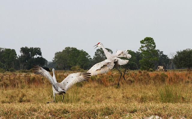 5 Fakta Menarik Burung Sandhill Crane yang Membuat Terpukau