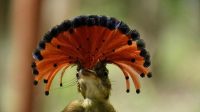 5 fakta menarik tentang burung royal flycatcher langka dengan bulu berwarna-warni