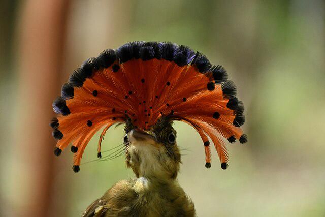 5 fakta menarik tentang burung royal flycatcher langka dengan bulu berwarna-warni