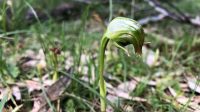 5 Fakta Menarik Pterostylis nutans, Anggrek Hutan Australia yang Menunduk