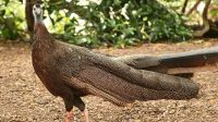 5 fakta menarik burung great argus, spesies dengan tampilan sayap paling memukau