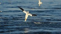5 fakta menarik tentang Northern Gannet, burung penyelam paling cepat