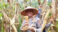 Kapolres Asahan Ikut Panen Jagung Kuartal IV 2025: Langkah Menuju Swasembada Pangan di Rawang Panca Arga