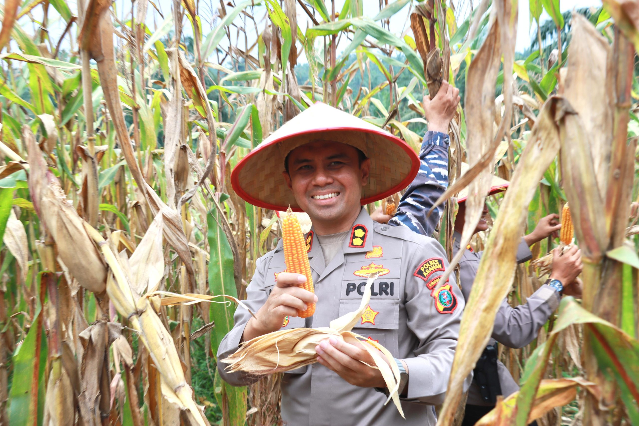 Kapolres Asahan Ikut Panen Jagung Kuartal IV 2025: Langkah Menuju Swasembada Pangan di Rawang Panca Arga