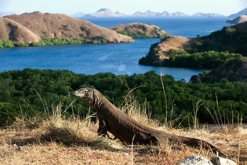 Taman Nasional Komodo: Petualangan Epik di Dunia Prasejarah Indonesia
