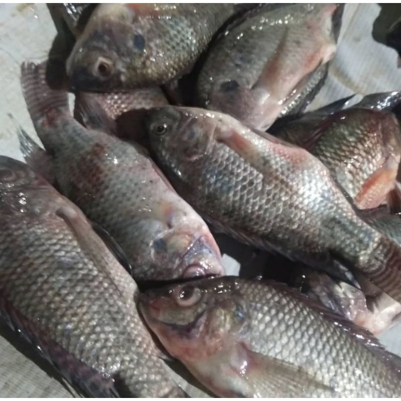 Sensasi Mujair Segar Pak Bagong, Kuliner Halal Favorit di Jalur Bangli-Kintamani