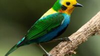 5 Fakta Menarik Burung Tanager Berwarna di Andes yang Terancam Punah