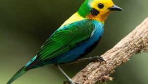 5 Fakta Menarik Burung Tanager Berwarna di Andes yang Terancam Punah