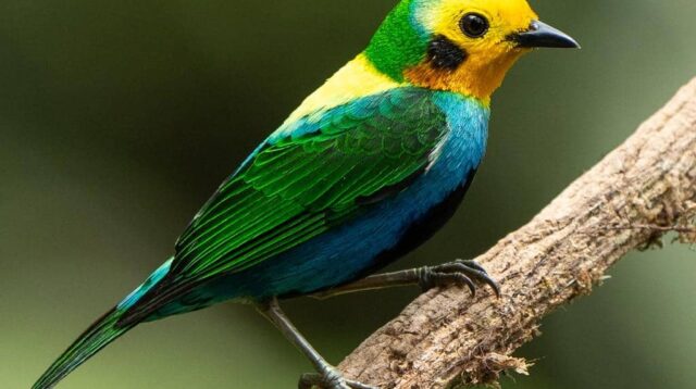 5 Fakta Menarik Burung Tanager Berwarna di Andes yang Terancam Punah