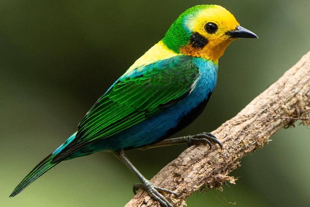 5 Fakta Menarik Burung Tanager Berwarna di Andes yang Terancam Punah