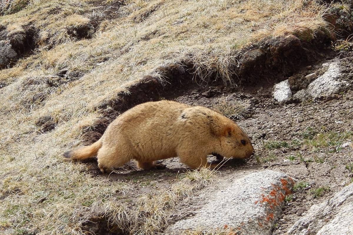5 Fakta Menarik Marmut Himalaya, Penjaga Gunung yang Suka Bersalaman