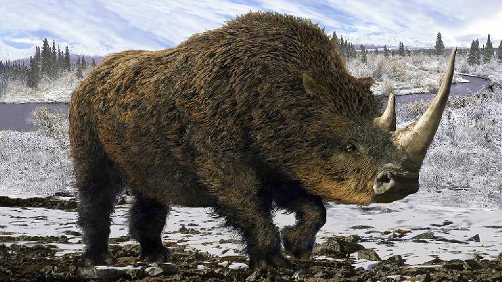 Badak Es di Perut Srigala Purba