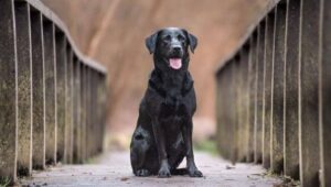 7 Alasan Kotoran Anjing Tidak Bisa Jadi Pupuk