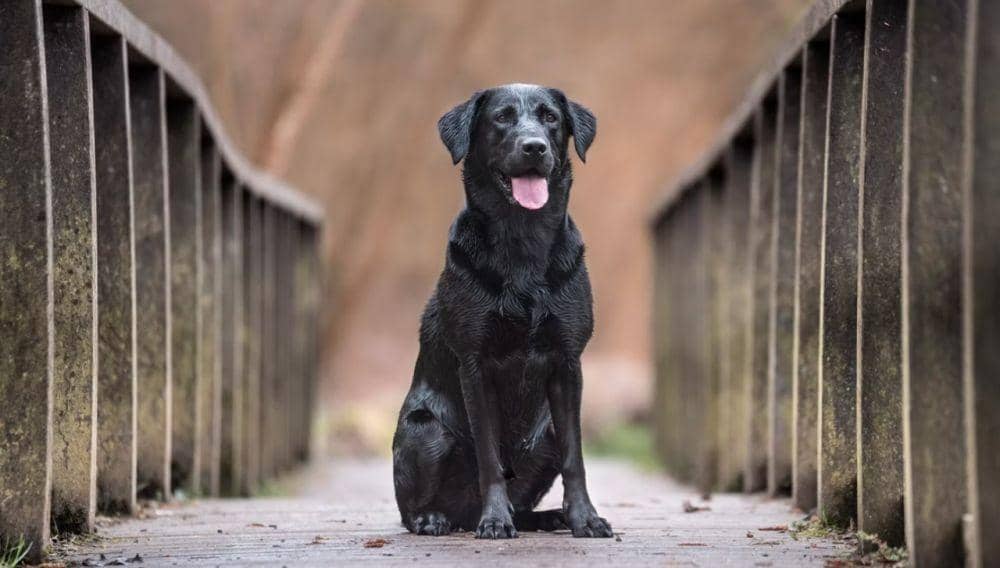 7 Alasan Kotoran Anjing Tidak Bisa Jadi Pupuk