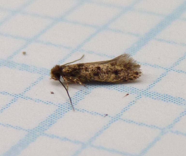 Apa Itu Kumbang? Serangga yang Sering Muncul di Dinding Rumah