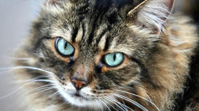 Mengapa Bulu Kucing Tidak Boleh Dipangkas? Mengapa Bulu Kucing Tidak Boleh Dipangkas?