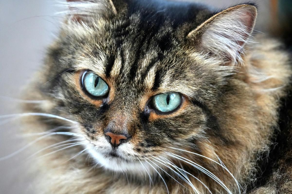 Mengapa Bulu Kucing Tidak Boleh Dipangkas?