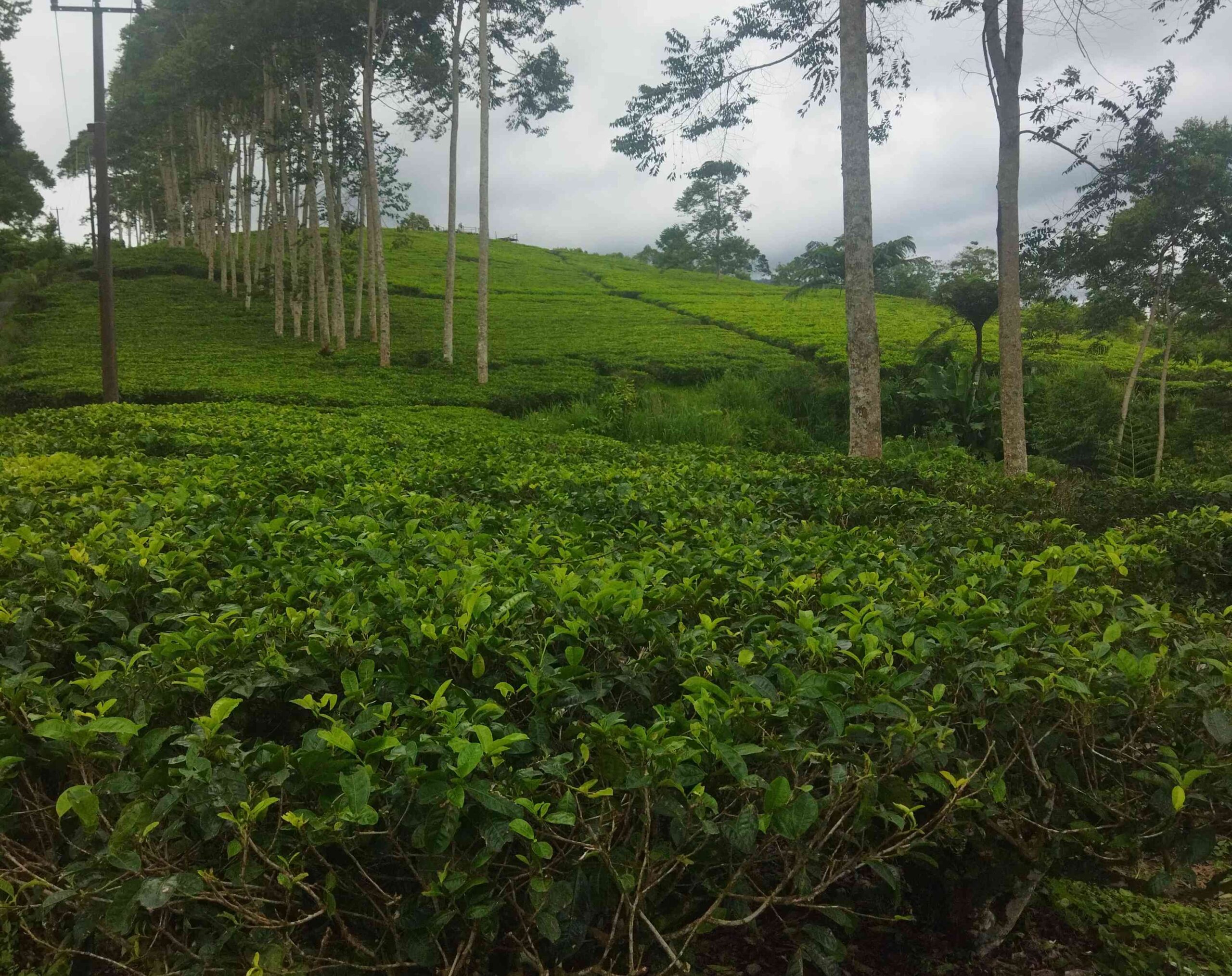 Kebun Teh Kabawetan: Wisata Edukasi, Kuliner, dan Kesempatan Kerja