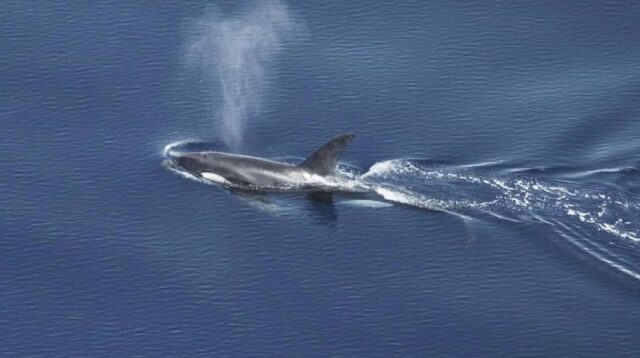 Habitat paus pembunuh ditemukan di perairan barat Sumatera