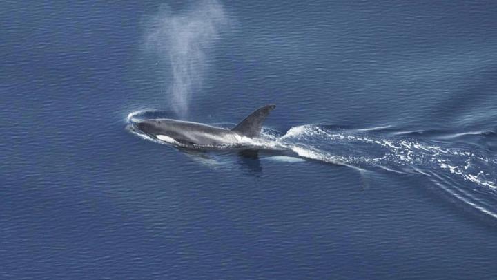 Habitat paus pembunuh ditemukan di perairan barat Sumatera