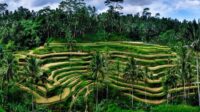 Sawah Terasering Tegalalang: Permadani Hijau Yang Memukau Di Jantung Bali Sawah Terasering Tegalalang: Permadani Hijau Yang Memukau Di Jantung Bali
