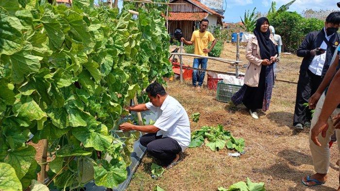 Bupati Sumenep Tertarik Teknologi Jepang dalam Produksi Melon Kasengan