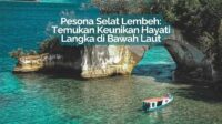 Selat Lembeh: Surga Tersembunyi Para Pemburu Makhluk Aneh di Bawah Laut Selat Lembeh: Surga Tersembunyi Para Pemburu Makhluk Aneh di Bawah Laut