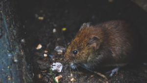 Penelitian: Tikus Celurut Alami Pengurangan Otak 30 Persen