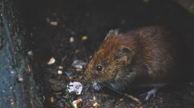 Penelitian: Tikus Celurut Alami Pengurangan Otak 30 Persen