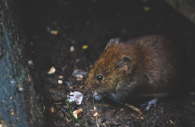 Penelitian: Tikus Celurut Alami Pengurangan Otak 30 Persen