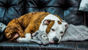 Waspada! 6 Hewan Peliharaan Rentan Tertular Virus