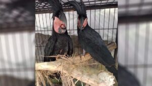 Kemenhut Tahan Pelaku Perdagangan Satwa Dilindungi di Manado