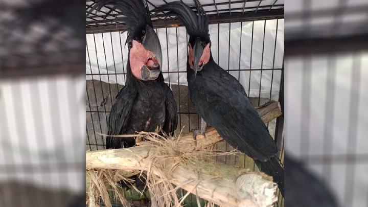 Kemenhut Tahan Pelaku Perdagangan Satwa Dilindungi di Manado