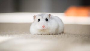 5 hewan peliharaan sederhana untuk pemula, tanpa repot!