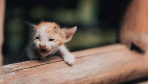 Empat Penyakit Umum pada Anak Kucing, Jangan Diabaikan!