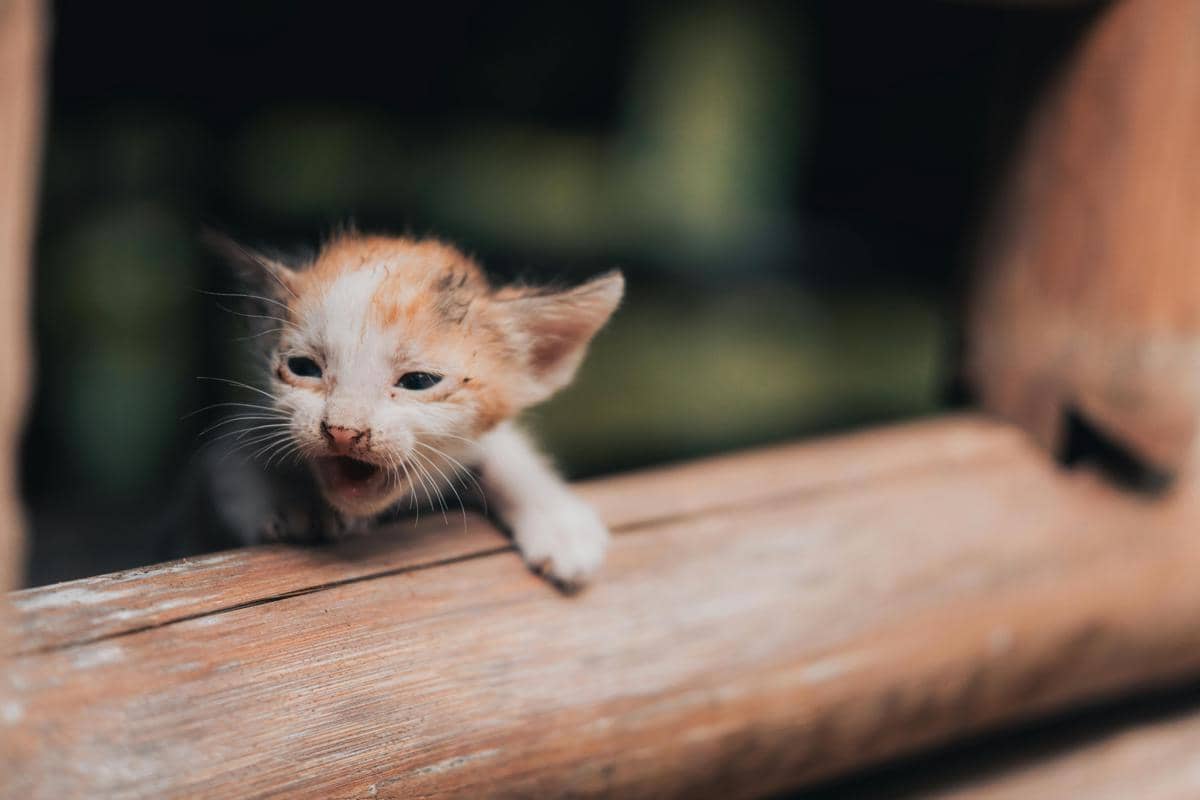 Empat Penyakit Umum pada Anak Kucing, Jangan Diabaikan!